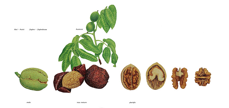 NOCI - NOCE BIANCO - FRUTTI - JUGLANS - JUGLANDACEAE - 9505 - immagine 1