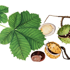 IPPOCASTANO, AESCULUS HIPPOCASTANUM, SAPINDACEAE – 9508