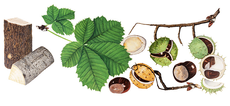 IPPOCASTANO, AESCULUS HIPPOCASTANUM, SAPINDACEAE – 9508 - immagine 1