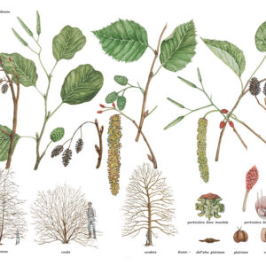 ONTANO - ALNUS - BETULACEAE - 9511
