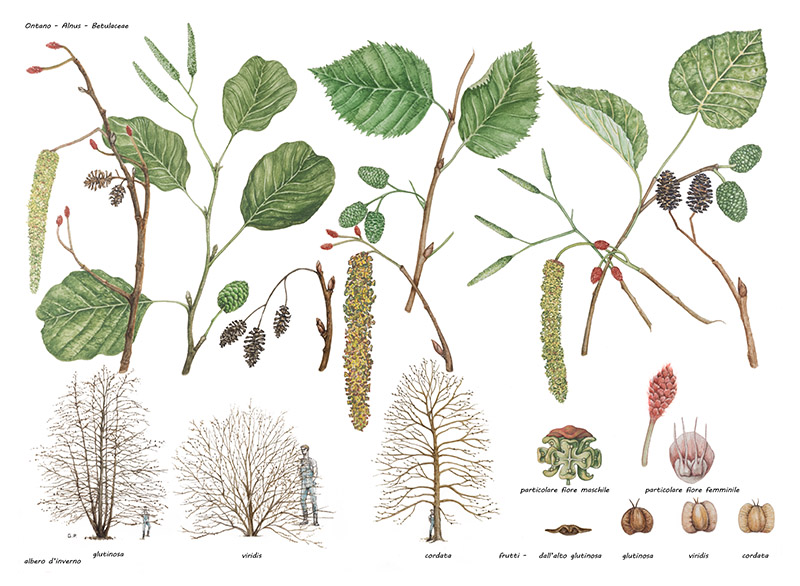 ONTANO - ALNUS - BETULACEAE - 9511 - immagine 1