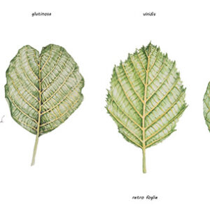 FOGLIE DI ONTANO - ALNUS - BETULACEAE - 9515