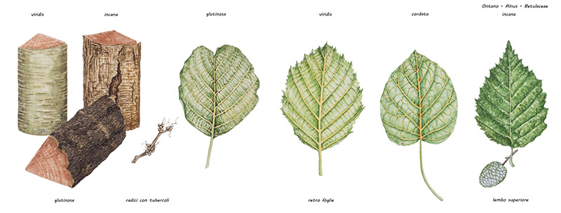 FOGLIE DI ONTANO - ALNUS - BETULACEAE - 9515 - immagine 1