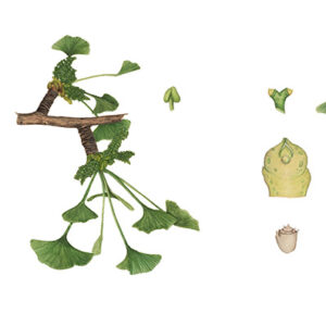 GINKGO BILOBA - PARTICOLARI - GINKGOACEAE - 9516