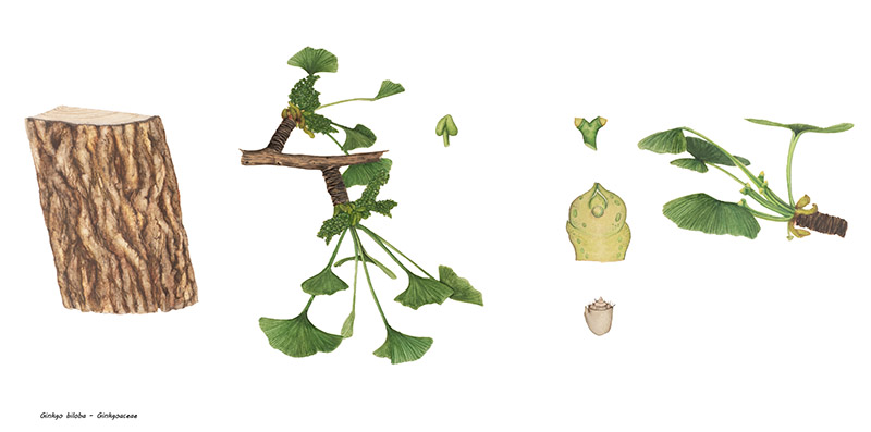 GINKGO BILOBA - PARTICOLARI - GINKGOACEAE - 9516 - immagine 1
