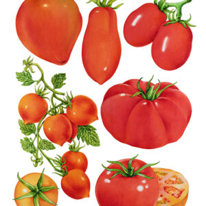 TAVOLA POMODORI - 9520