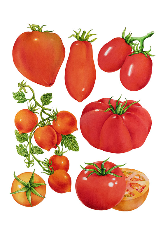 TAVOLA POMODORI - 9520