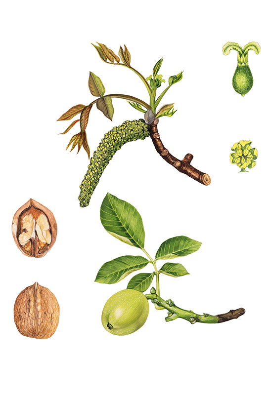 NOCE PARTICOLARI - 9524