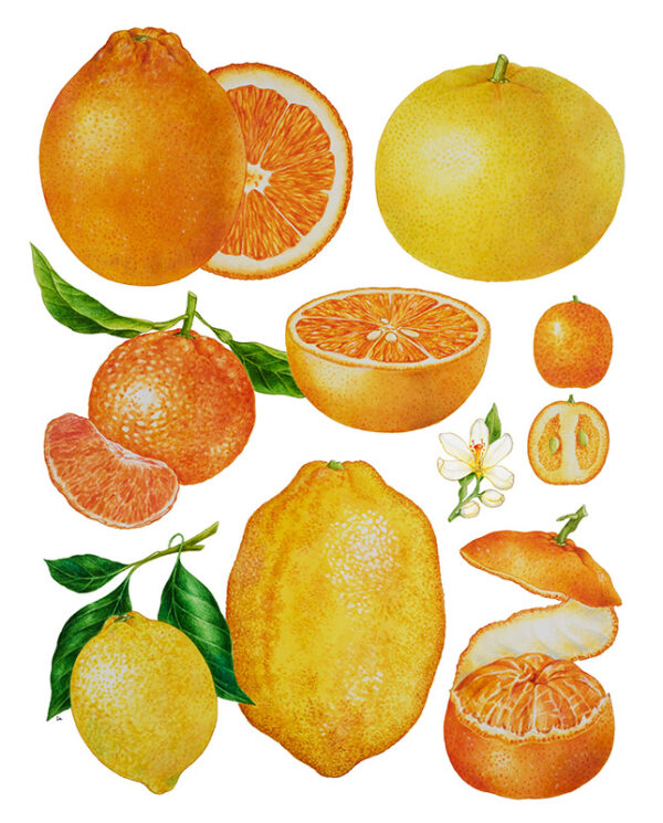 TAVOLA AGRUMI - 9529