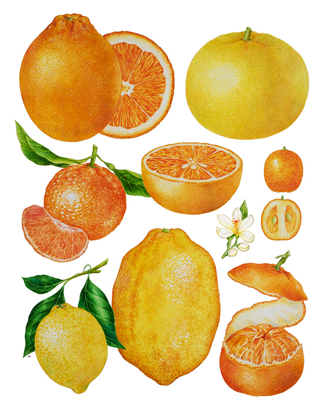 TAVOLA AGRUMI - 9529 - immagine 1