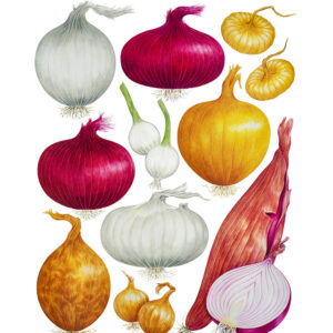 TAVOLA CIPOLLE - 9522