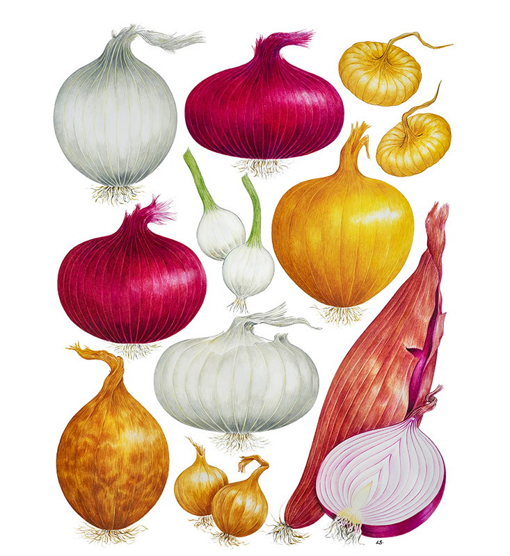 TAVOLA CIPOLLE - 9522 - immagine 1