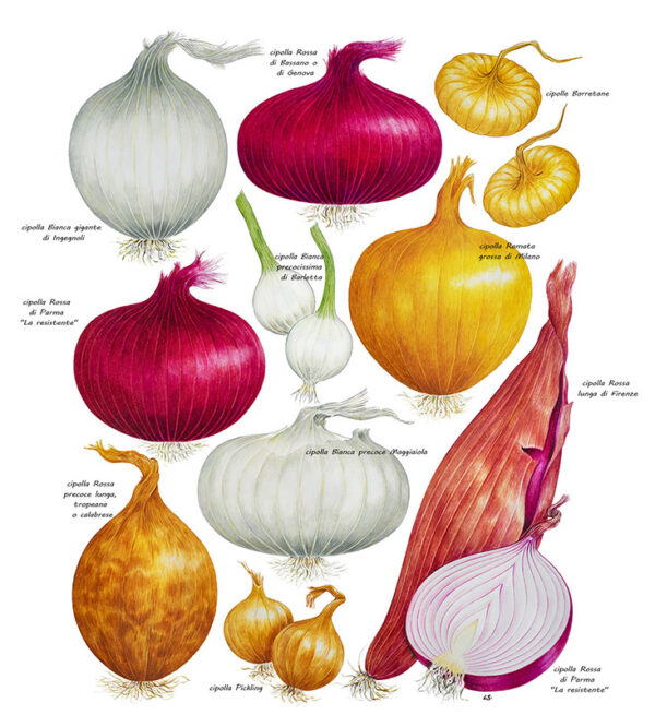 TAVOLA CIPOLLE - 9522_TRACE LOW