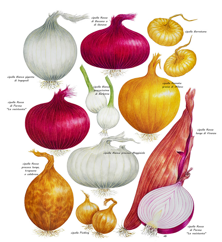 TAVOLA CIPOLLE - 9522_TRACE LOW - immagine 1