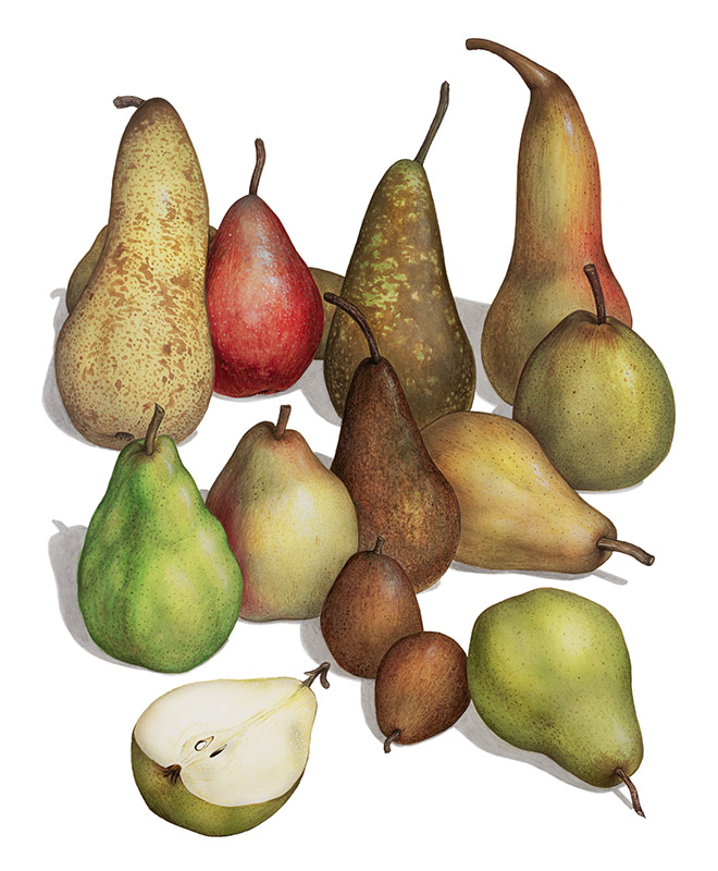 TAVOLA PERE - 9540 - immagine 1