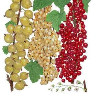 TAVOLA RIBES E UVA SPINA - 9552