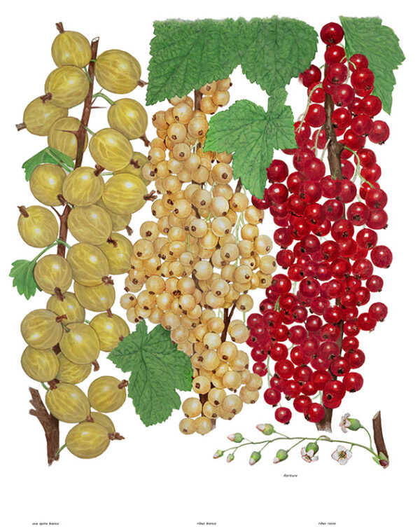 TAVOLA RIBES E UVA SPINA - 9552