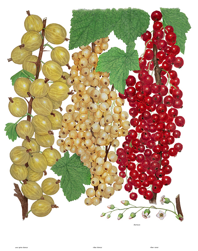 TAVOLA RIBES E UVA SPINA - 9552 - immagine 1