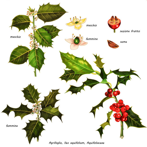 AGRIFOGLIO, ILEX AQUIFOLIUM, AQUIFOLIACEAE - 0179
