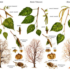 BETULLA - BETULA PUBESCENS - BETULA PENDULA - BETULA PAPYRIFERA - BETULLACEAE - 0197