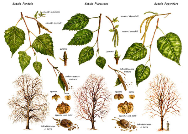 BETULLA - BETULA PUBESCENS - BETULA PENDULA - BETULA PAPYRIFERA - BETULLACEAE - 0197