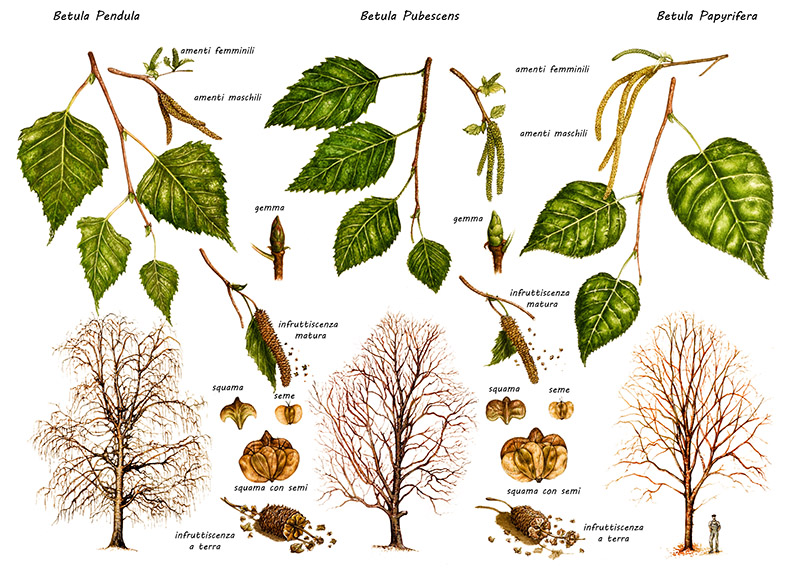 BETULLA - BETULA PUBESCENS - BETULA PENDULA - BETULA PAPYRIFERA - BETULLACEAE - 0197 - immagine 1