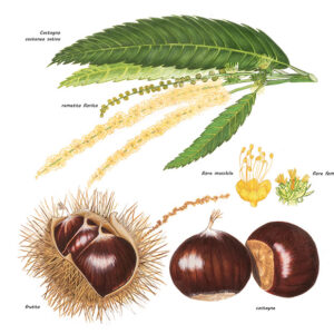 CASTAGNO, CASTANEA SATIVA, FAGACEAE - 0387