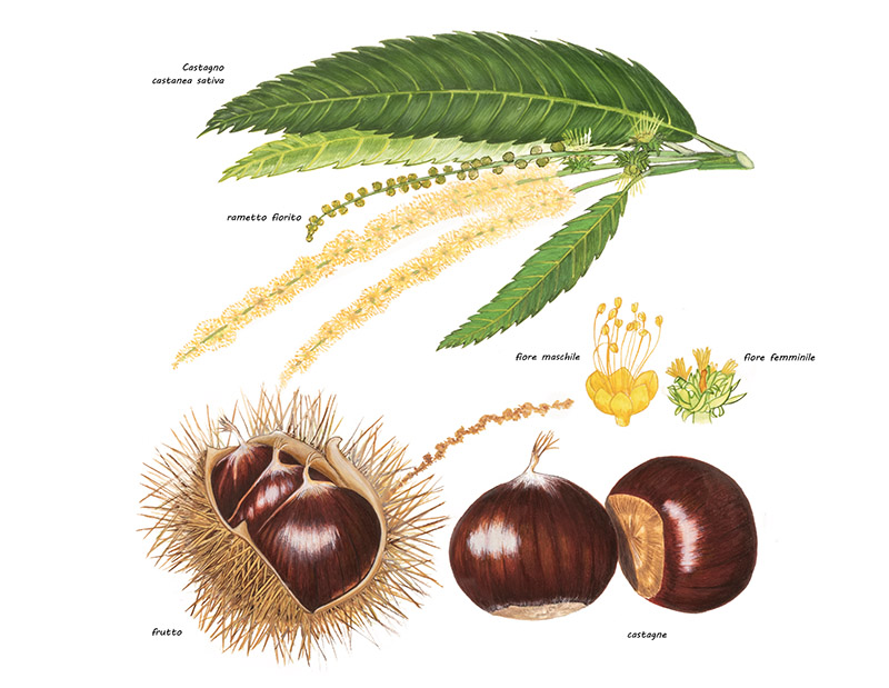 CASTAGNO, CASTANEA SATIVA, FAGACEAE - 0387 - immagine 1