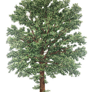 FARNIA, QUERCUS ROBUR, QUERCUS PEDUNCOLATA, FAGACEAE - 9408