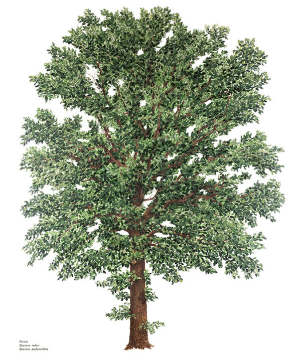 FARNIA, QUERCUS ROBUR, QUERCUS PEDUNCOLATA, FAGACEAE - 9408