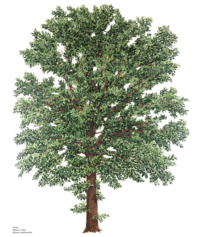 FARNIA, QUERCUS ROBUR, QUERCUS PEDUNCOLATA, FAGACEAE - 9408 - immagine 1