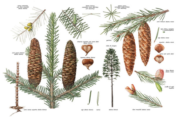 ABETE BIANCO, ABETE ROSSO O PECCIO ABETE ORIENTALE, PINACEAE, PARTICOLARI - 9513