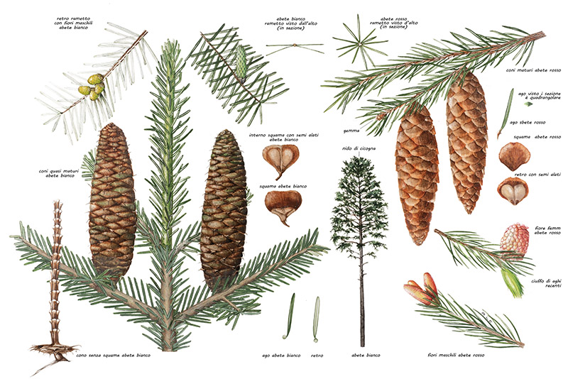 ABETE BIANCO, ABETE ROSSO O PECCIO ABETE ORIENTALE, PINACEAE, PARTICOLARI - 9513 - immagine 1
