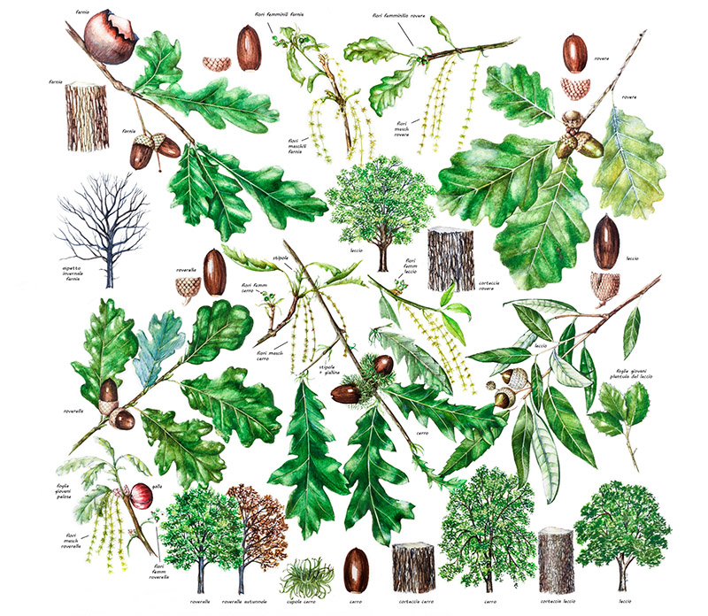 TAVOLA PARTICOLARI FOGLIE FRUTTI SEMI  - FARNIA - ROVERE - LECCIO - 9510 - immagine 1