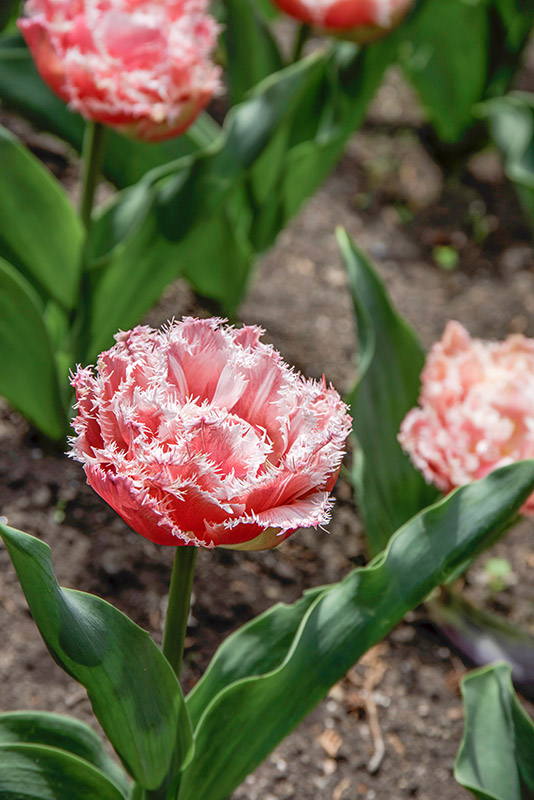 TULIPANO QUEENSLAND - TULIPA - LILIACEAE - 6611