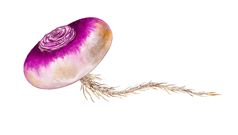 RAPA ROSSA - 9543 - immagine 1