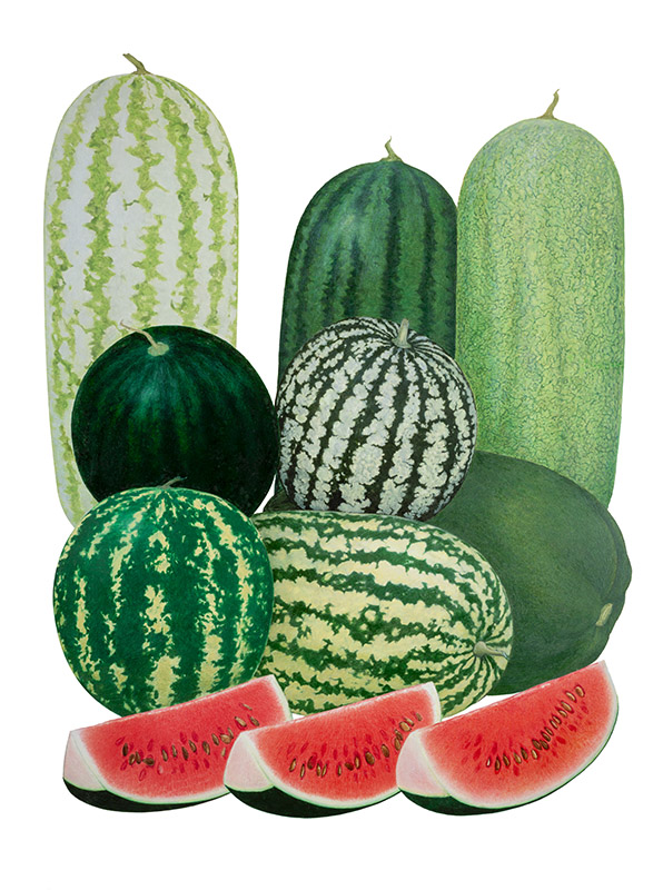 TAVOLA COCOMERI - 9555