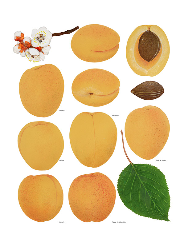 TAVOLA ALBICOCCHE - 9565