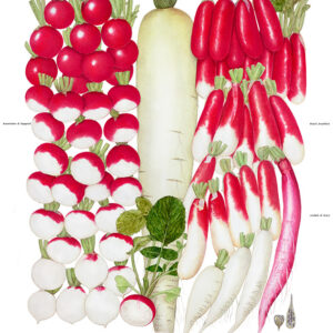 TAVOLA RAVANELLI - 9570