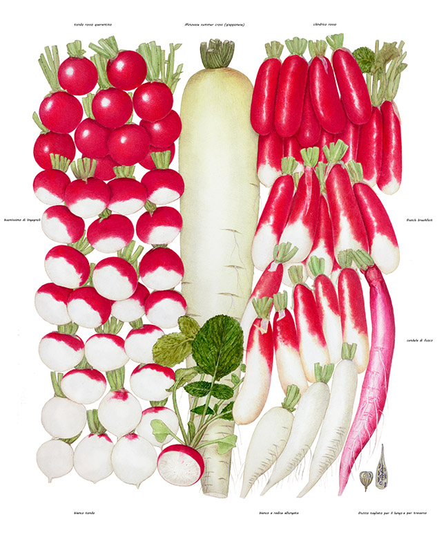 TAVOLA RAVANELLI - 9570 - immagine 1