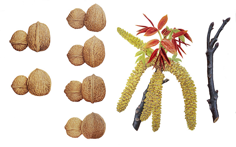 TAVOLA NOCI - 9580 - immagine 1