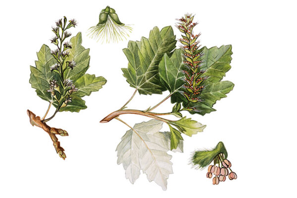 TAVOLA PARTICOLARI PIOPPO BIANCO - 9584