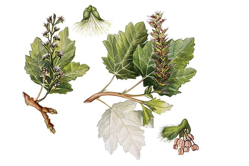 TAVOLA PARTICOLARI PIOPPO BIANCO - 9584 - immagine 1