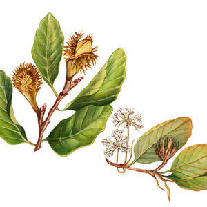 TAVOLA FAGGIO - FAGUS SILVATICA - 9586