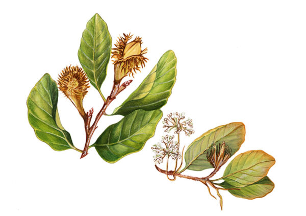 TAVOLA FAGGIO - FAGUS SILVATICA - 9586