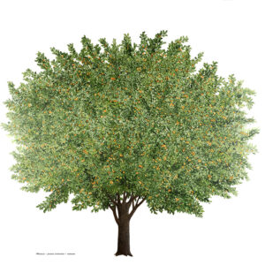 ALBICOCCO - PRUNUS ARMENIACA - ROSACEAE - 7130