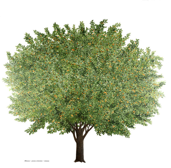 ALBICOCCO - PRUNUS ARMENIACA - ROSACEAE - 7130