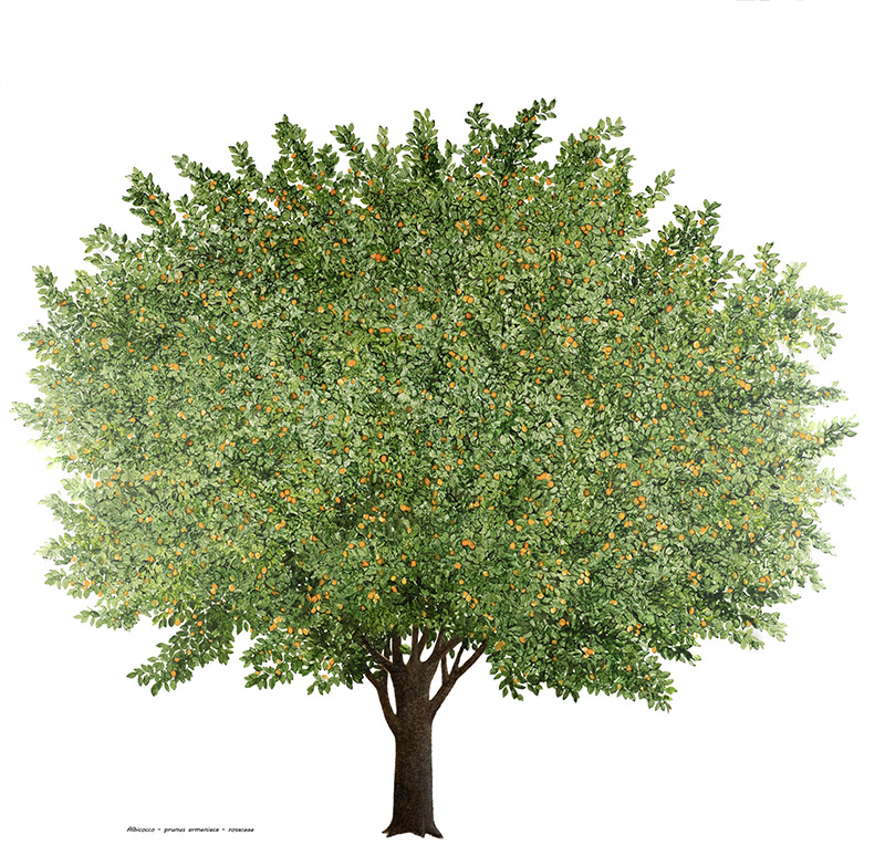 ALBICOCCO - PRUNUS ARMENIACA - ROSACEAE - 7130 - immagine 1