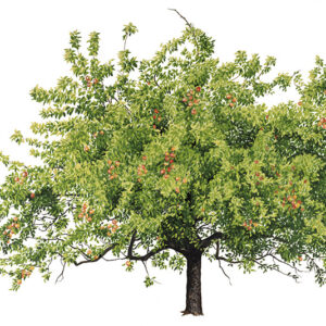 MELO - MALUS DOMESTICA - ROSACEAE - 7132