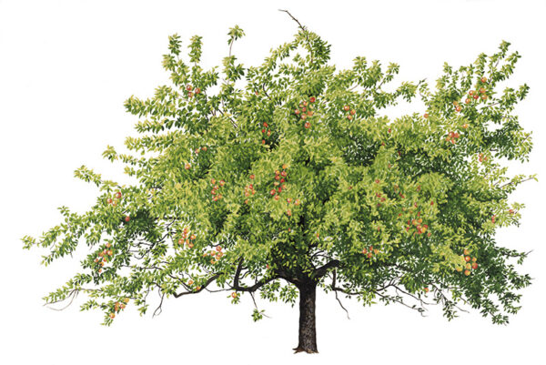 MELO - MALUS DOMESTICA - ROSACEAE - 7132